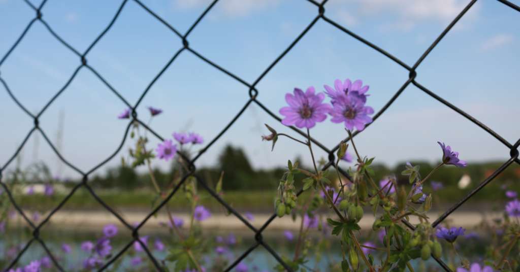 grief boundaries fence