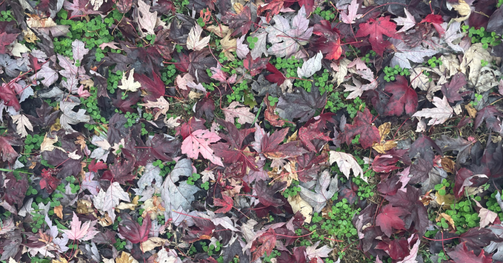 growth and decay